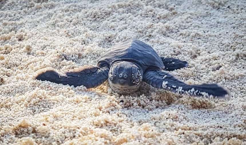 Swimming with Turtles in Zanzibar